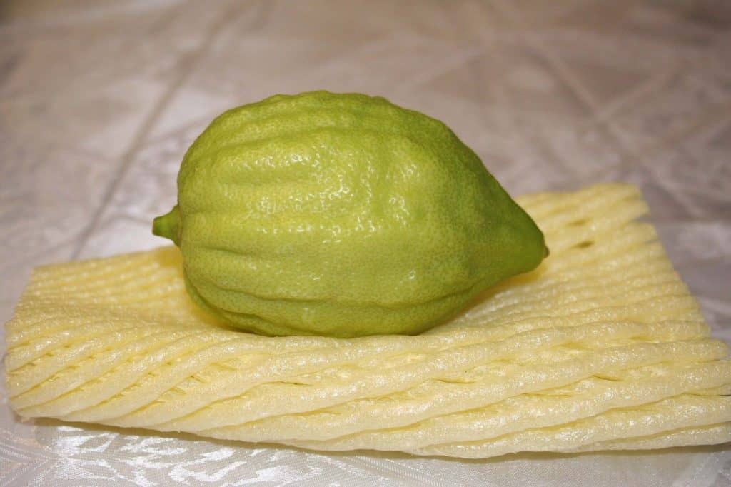אחד מארבעת המינים