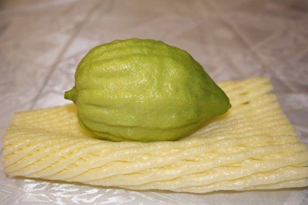 פרי